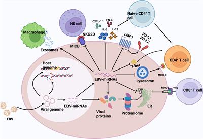 Carcinogenic mechanisms of virus-associated lymphoma